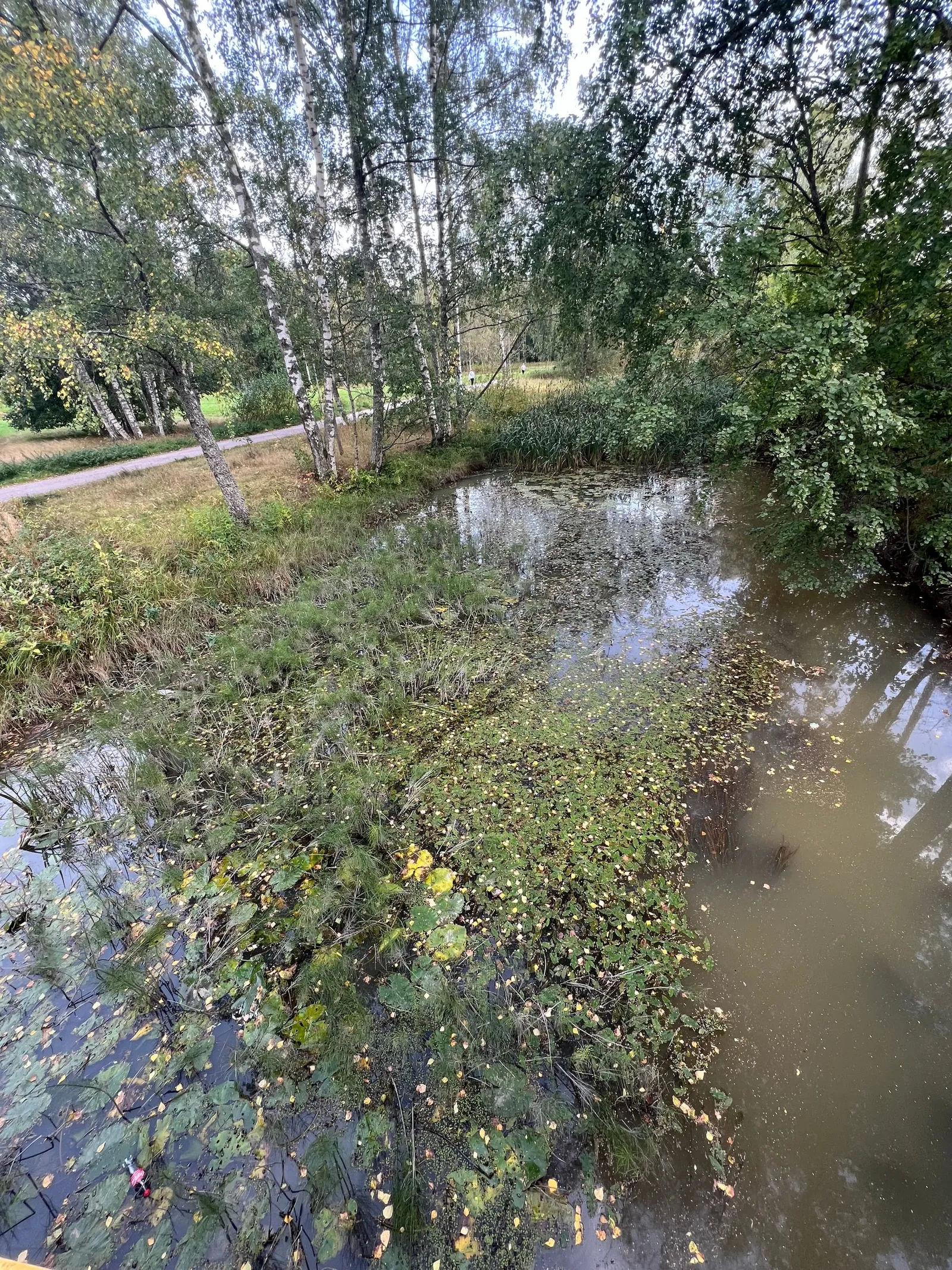 Hello From the Puddle