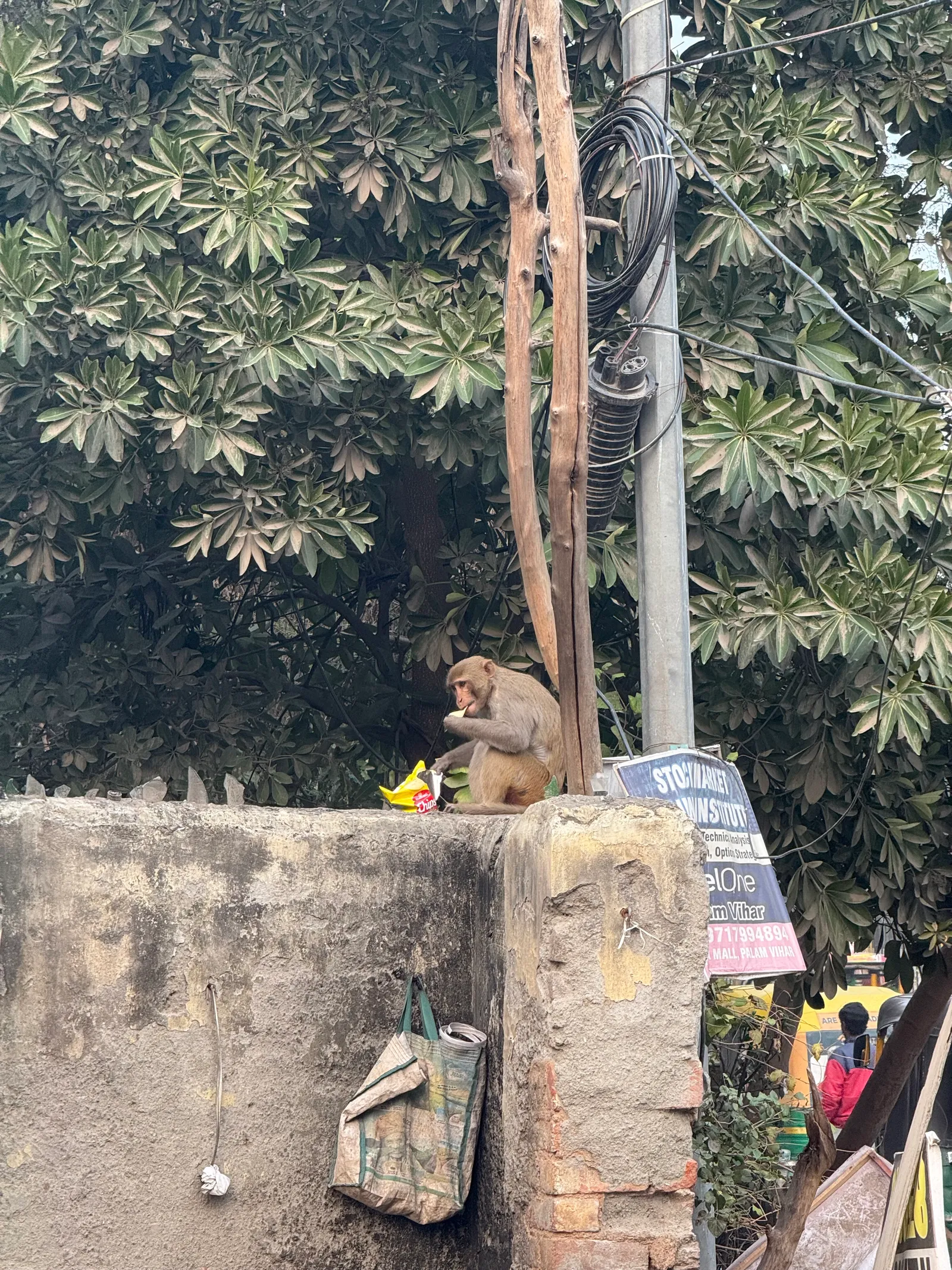 Lunches and Monkeys