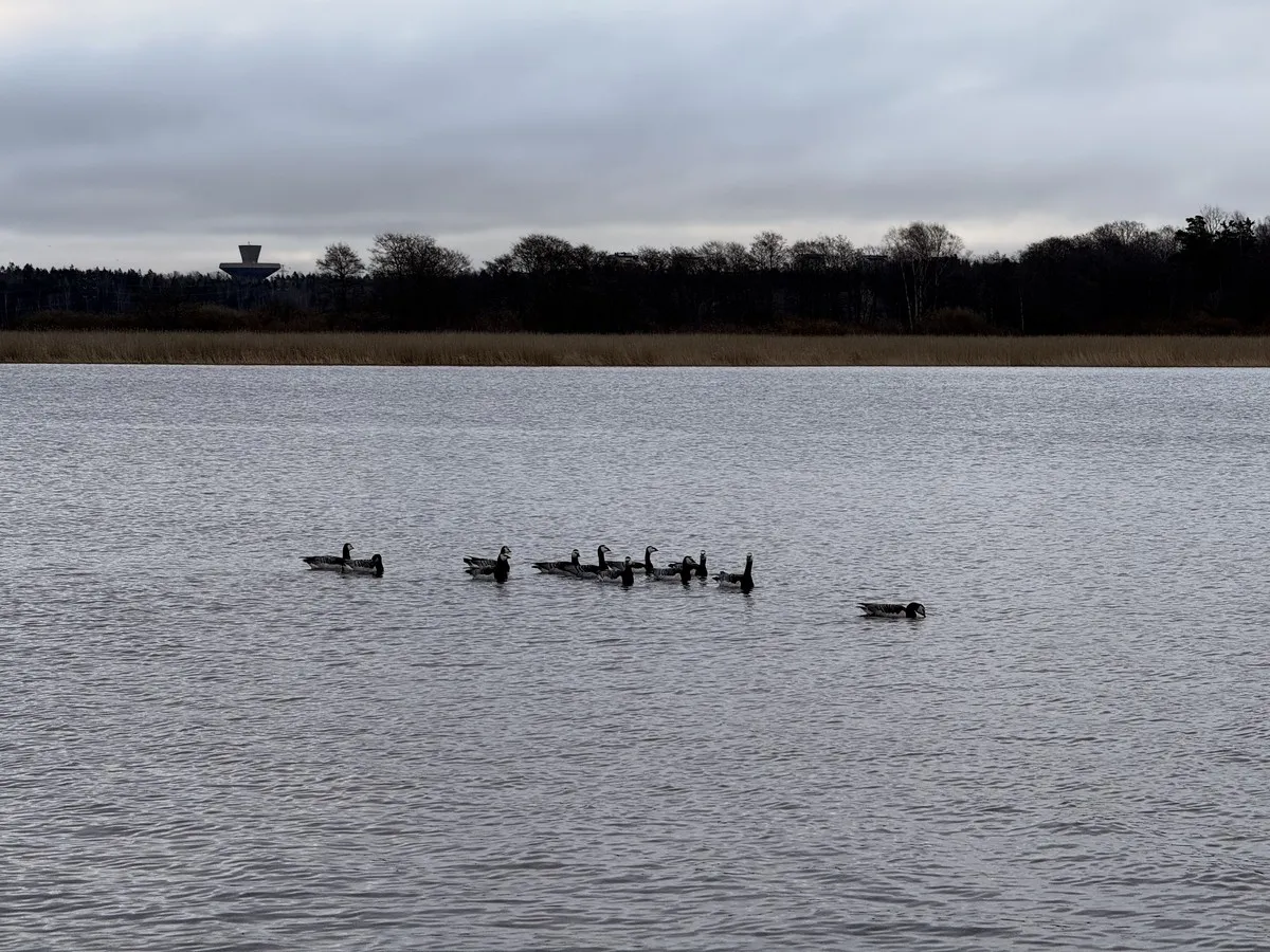 Ducks