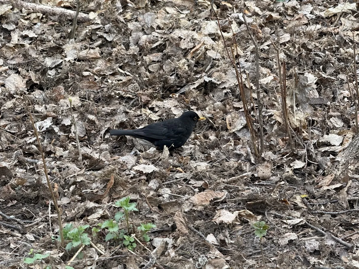 Birdsong