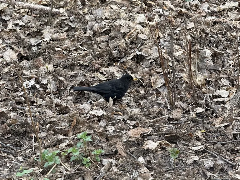 Birdsong