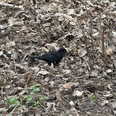 Birdsong