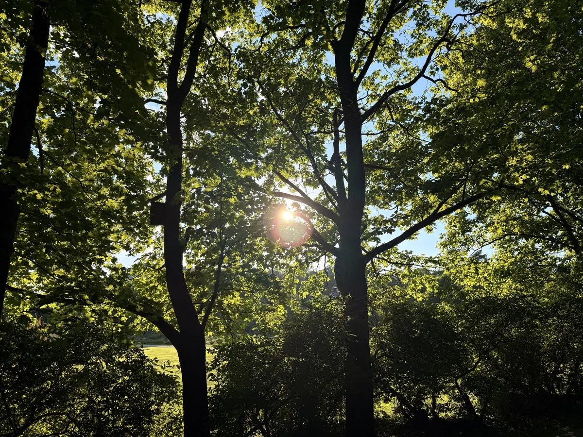 The sun looking through the canopy