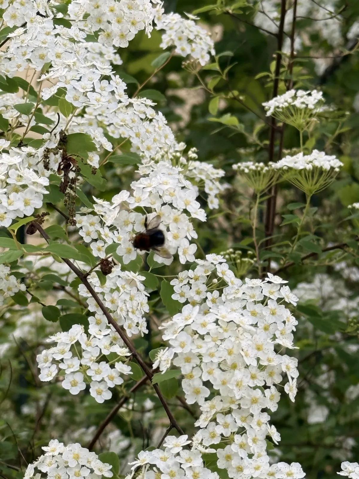 Close up of some flowers
