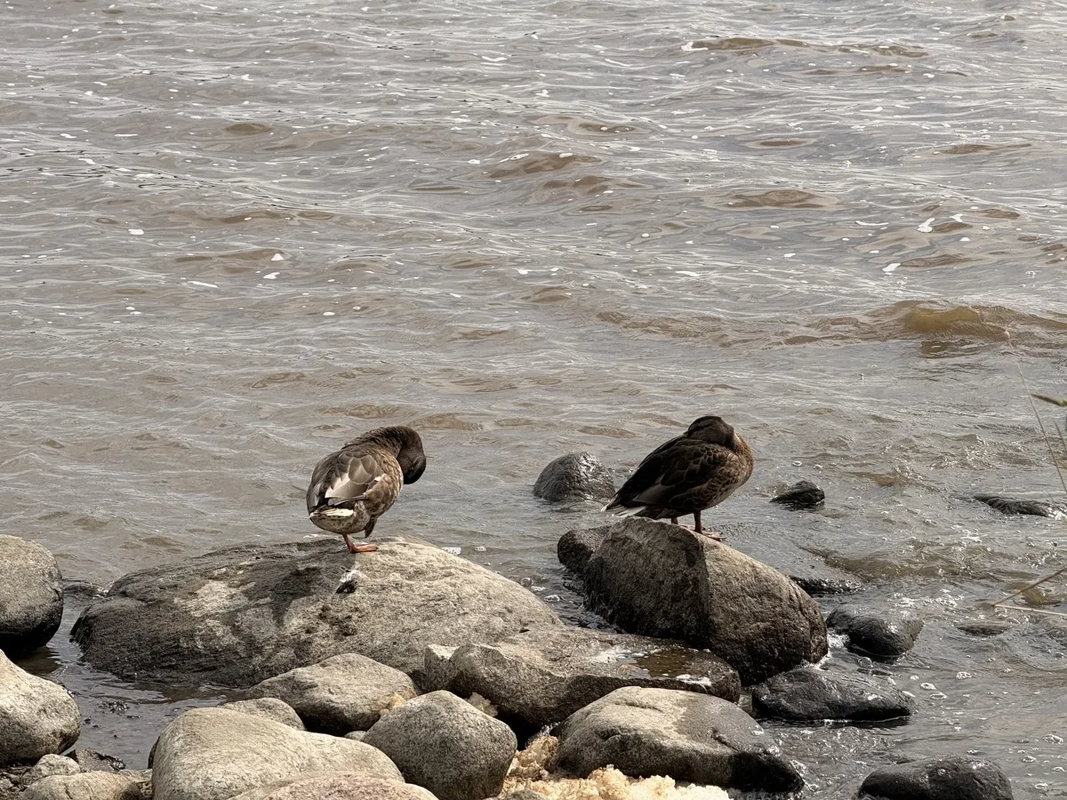 Ducks