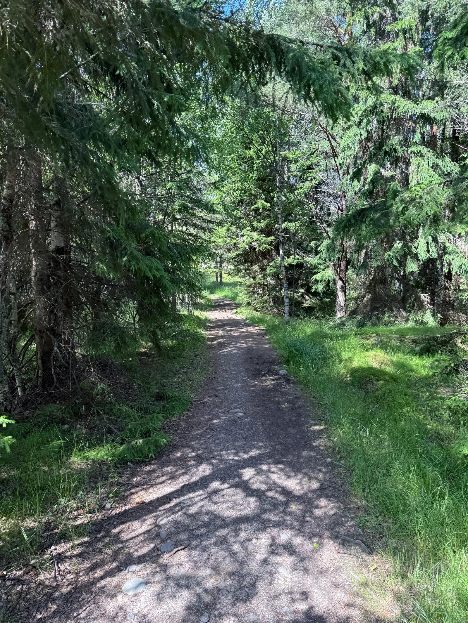 The trail