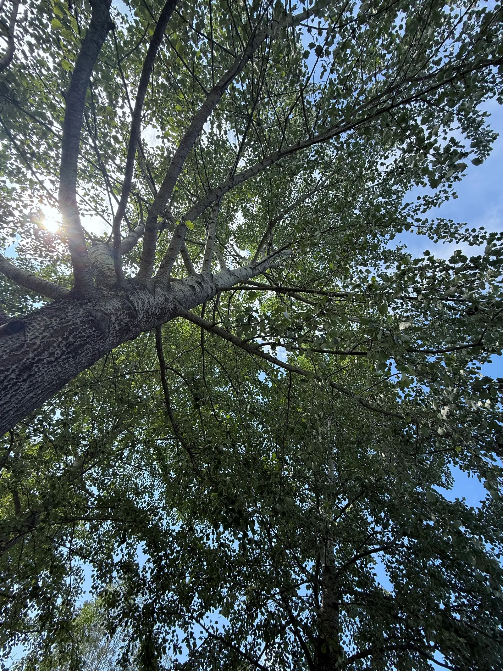 The trees sing here too