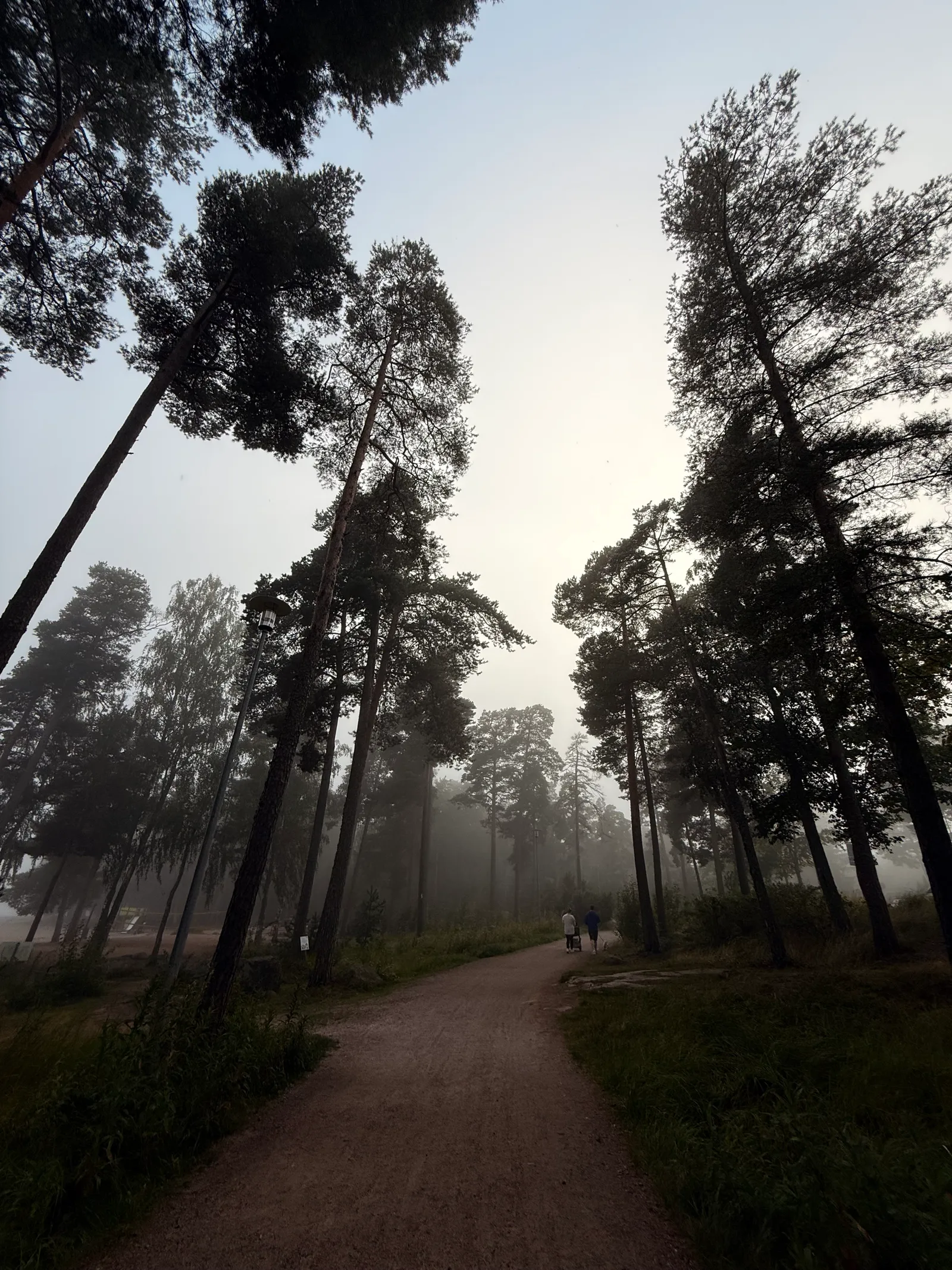 Forest in fog