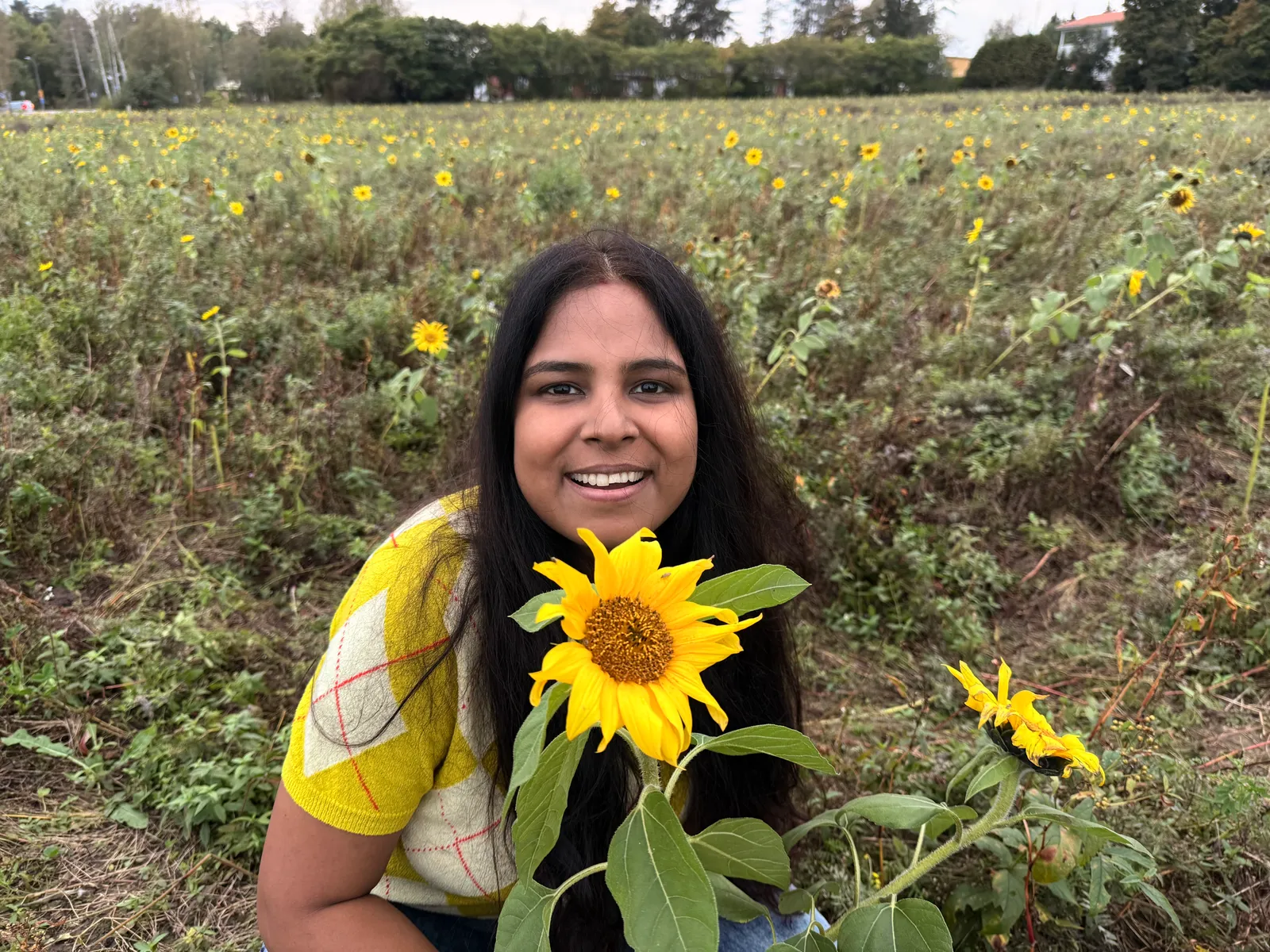 Sunflower