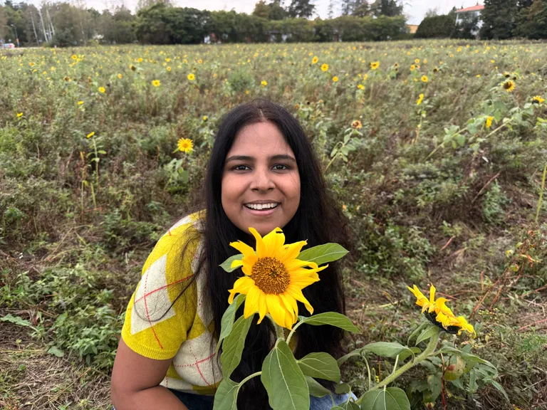 Sunflower