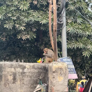 Lunches and Monkeys