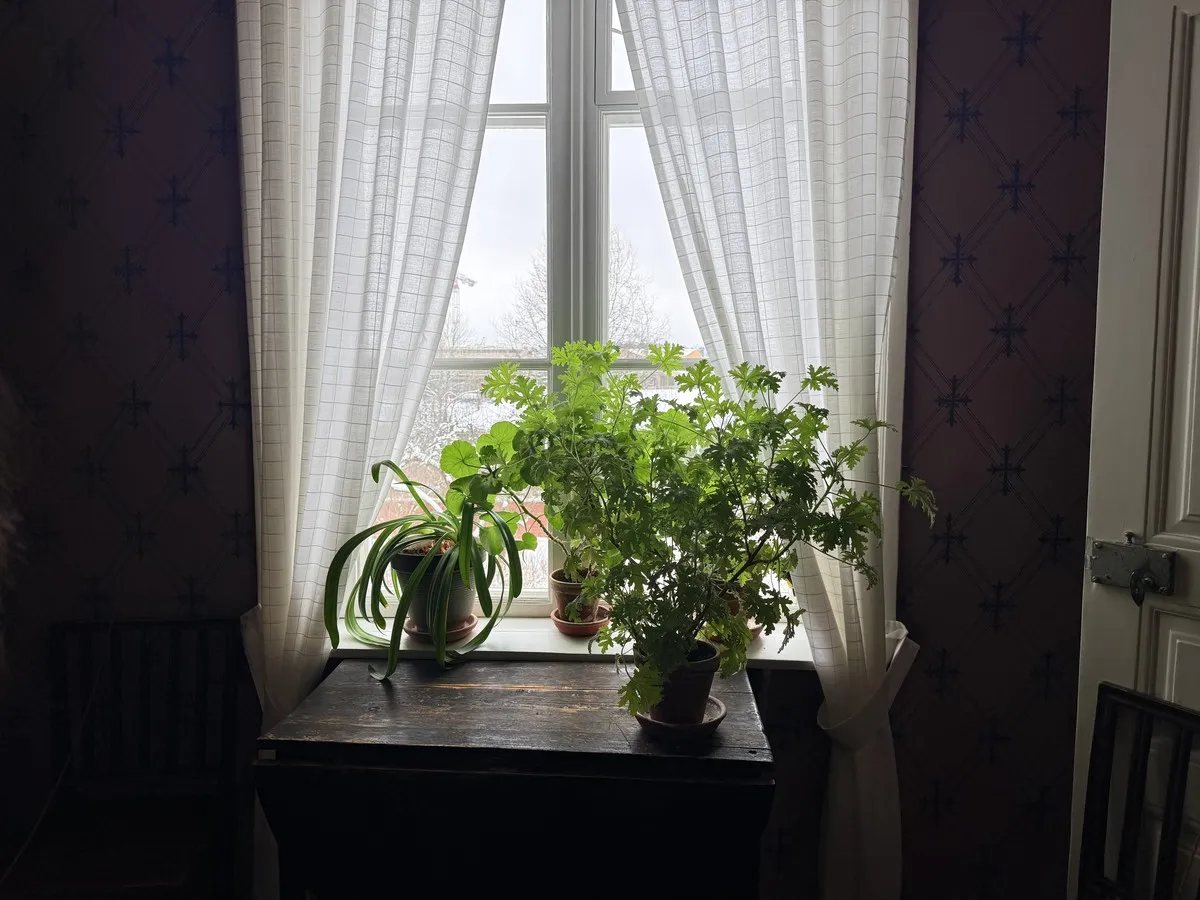 Plants on shelves