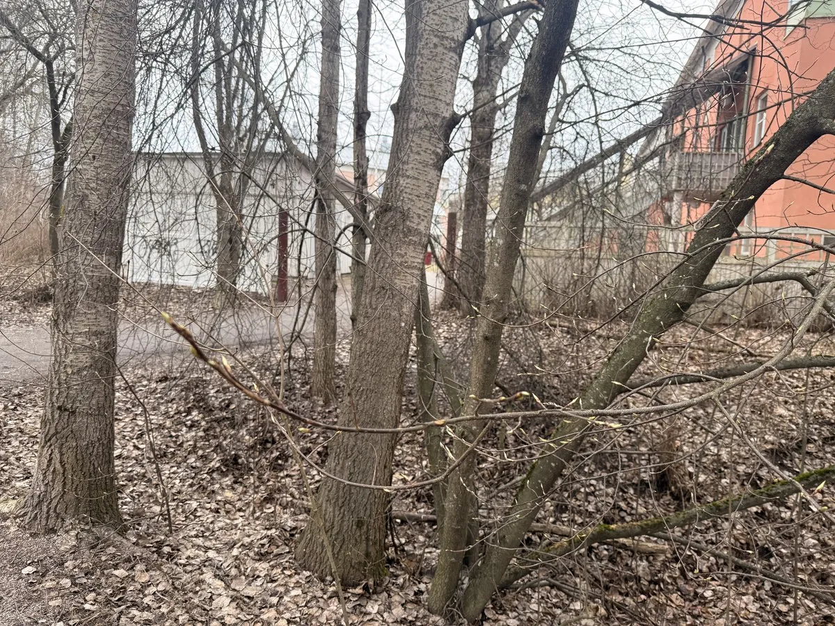Leaves sprouting